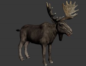 Moose