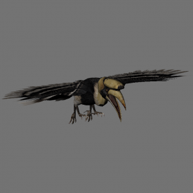 Hornbill