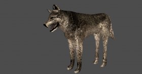 Dog