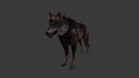 Coyote