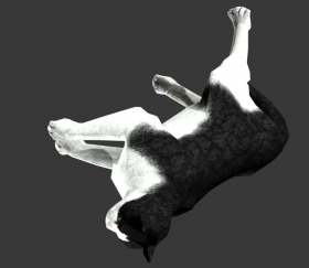 Cat (Schroedinger)