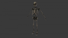 Skeleton