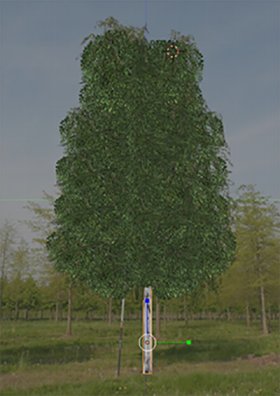 Birch tree �����