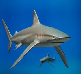 Shark - Man of Medan