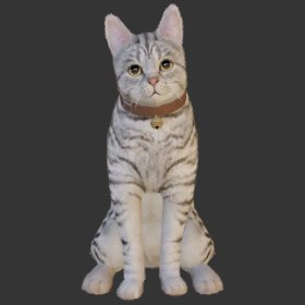 Cats pack