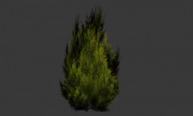Bush