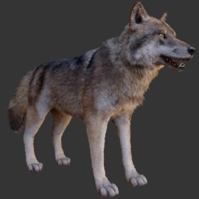 Wolf pack 4