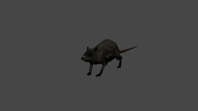 rat