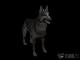 German shepherd