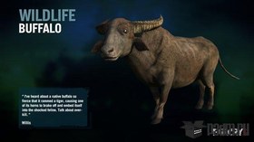 Buffalo