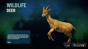 Deer
