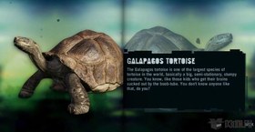 Galapagos Tortoise