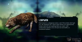 Leopard