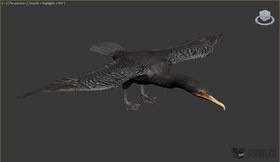 Cormorant
