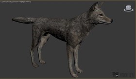 Coyote