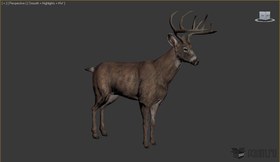 Deer