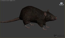 Rat