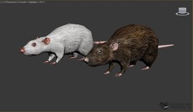Rat