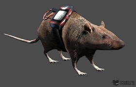 Rat