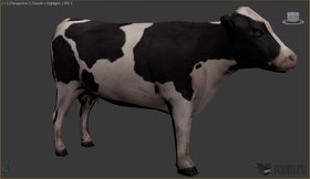 Cow
