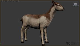 Goat