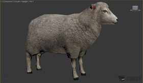 Sheep