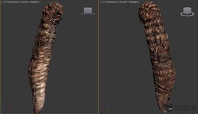Worm