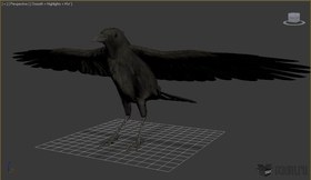 Crow