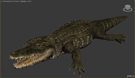 Alligator
