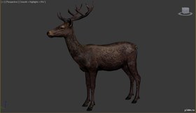 Deer