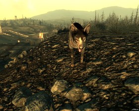 Dog