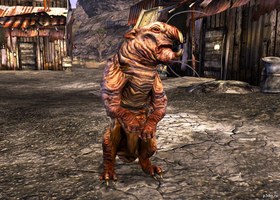 Molerat