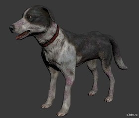 Dog