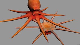 Octopus