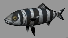 Pilot fish