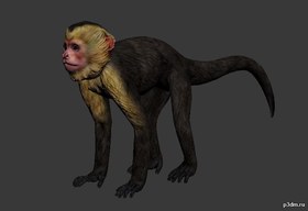 Monkey