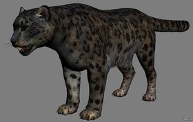 Snow Leopard