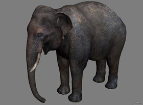 Elephant