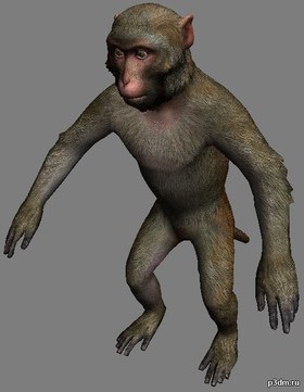 Mountain Rhesus