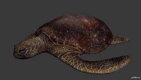 Turtle