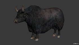 Yak
