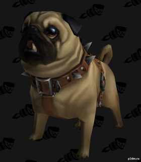 Perky Pug
