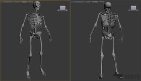 Skeleton