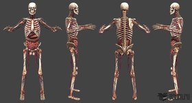 SE3 skeleton
