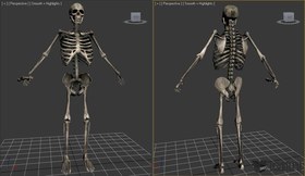 Skeleton