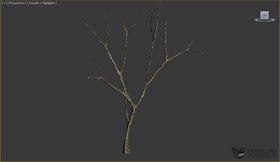 dry tree